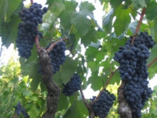 Uva da vino, “Sciagura prezzi da evitare”. Domani sit-in a Guagnano