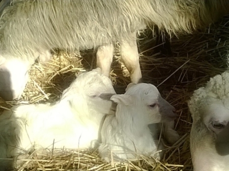 Lieto evento al presepe vivente, nell'ovile nascono due agnellini