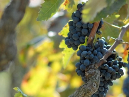 Nasce la prima associazione di produttori di Negroamaro