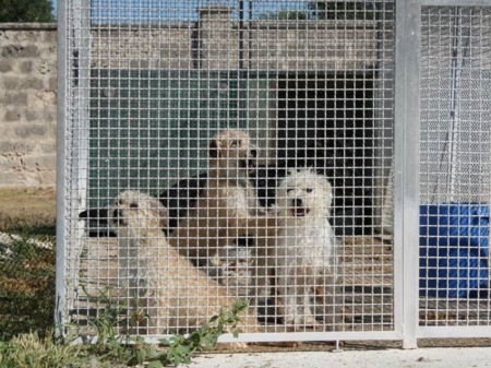 'Il divorzio dal canile mercifica il randagismo'