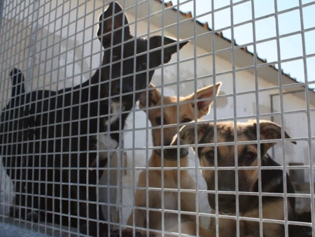 L'opposizione si scaglia compatta contro l'ipotesi di un nuovo canile