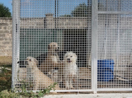 Randagi in Germania, gli animalisti contro l'espatrio