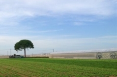 "Jentu", un brillante mare verde di radicchi, indivie e lattughe