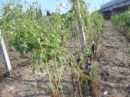 Vigneti doc, allarme rosso. Falcidiati oltre 500 ettari