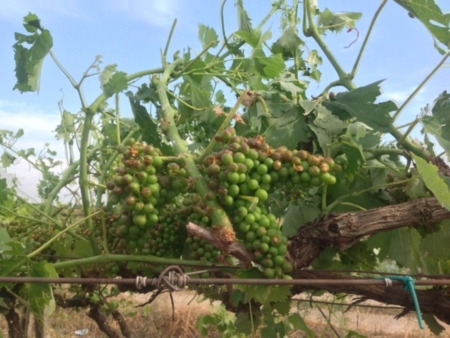 Danni nei campi, il Salento si mobilita per chiedere lo stato di calamit� naturale