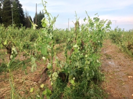 Salento, doppia ondata di maltempo si abbatte sui vigneti