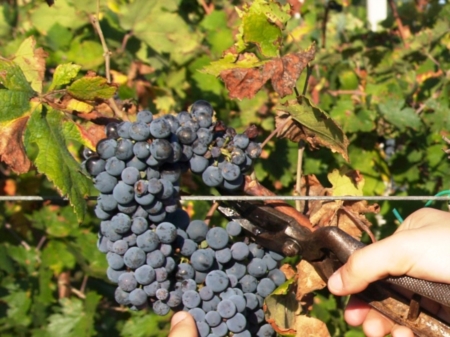 Vendemmia 2014: un calo del quaranta per cento, ma si punta sulla qualit 