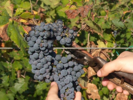 Vendemmia, annata difficile; nel Salento registrato un calo del 40 per cento