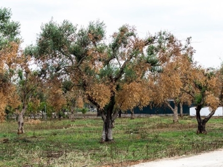 Esperti a confronto per arginare la Xylella fastidiosa