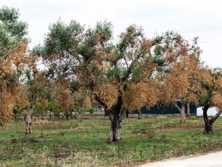 Rischio Xylella, oggi un confronto nell'Oleificio cooperativo