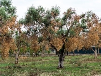 Emergenza Xylella: 