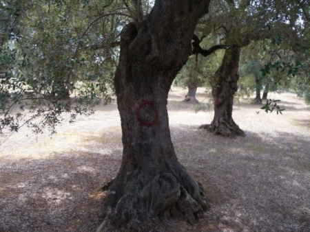 Lotta contro la diffusione di Xylella, accordo Comuni-Universit del Salento