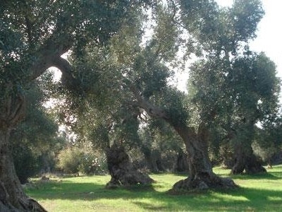 Un albero di ulivo per ogni bambino nato, la proposta dei grillini al sindaco Paladini