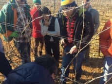 "Presto una scuola per insegnare ai giovani a potare i vigneti"