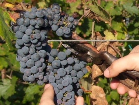 Vendemmia Puglia: si riaccende la fiducia