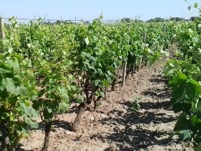 Autorizzazioni nuovi impianti vigneti, boom di richieste in Puglia