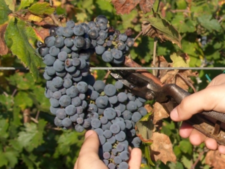 Puglia, vendemmia record, il raccolto fa segnare + 20%