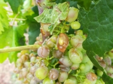 L'area dei vigneti doc flagellati dal maltempo