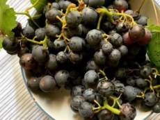 Storie di Negroamaro, educational tour dal 3 al 7 ottobre 2019