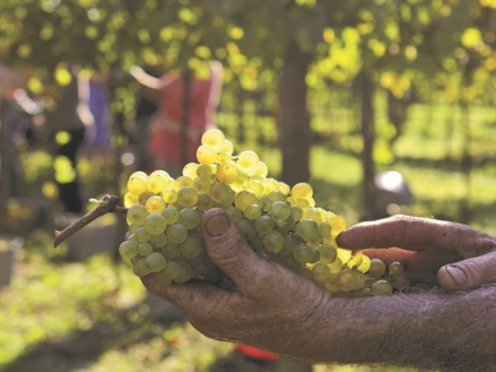 Vendemmia,  - 20% rispetto alla media. Alleanza Cooperative: 