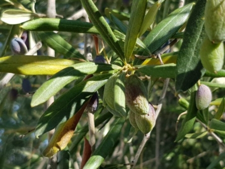 Siccit�: Coldiretti Puglia, ottobre rosso con punte di 32 gradi; irrigazione di soccorso in campi a secco