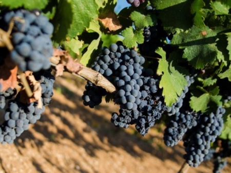 Primitivo di Manduria, stop alla crescita dei vigneti per 3 anni
