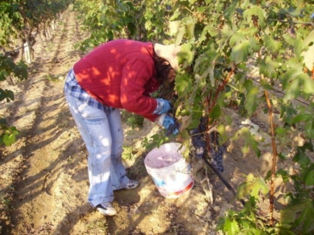 Fase 3, sos vendemmia con frontiere chiuse