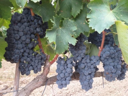 In alto i calici: vendemmia allinsegna della qualit