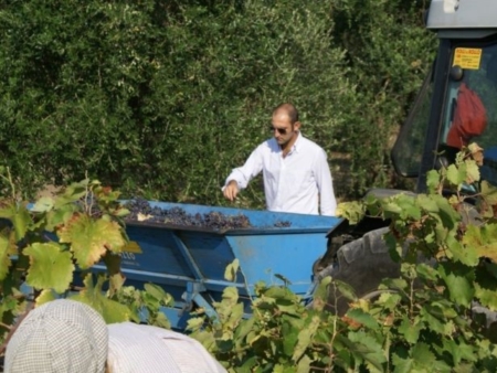 Gelate, siccit e clima pazzo, pochi danni agli acini