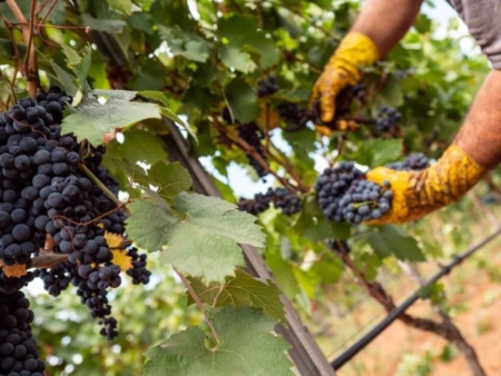 Vendemmia Puglia, la classica formula meno ma meglio