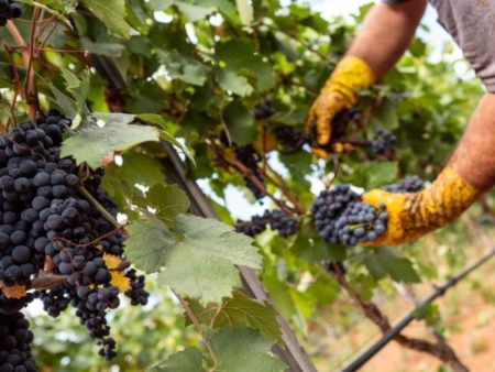 Vendemmia finita, scarsa quantit ma gran qualit 