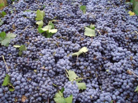 Tutta la vendemmia Regione per Regione