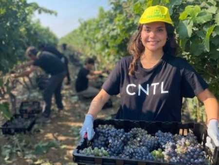 Vendemmia partita, ma con ritardo la raccolta di uve di Negroamaro