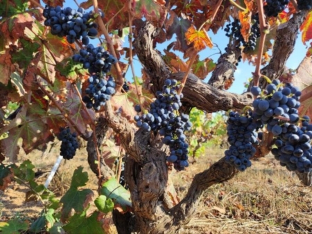 Vendemmia, alta la qualit ma la quantit  scarsa