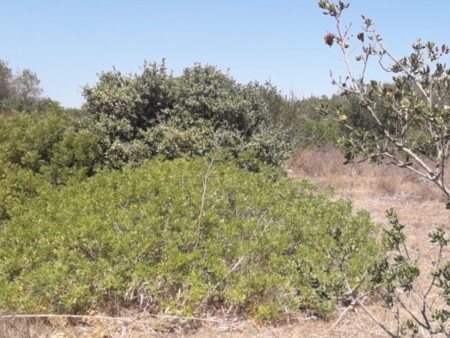 Arriva la tutela per il bosco di Lupomonaco e ora si punta al riconoscimento dellEuropa