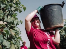 "Vecchia Torre", vendemmia 2026: qualità buona e uve sane
