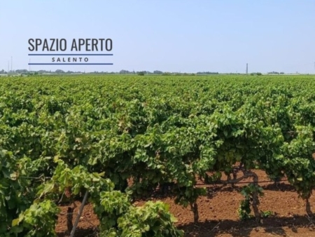 Uve, il caldo non fa paura e la qualit� resta elevata