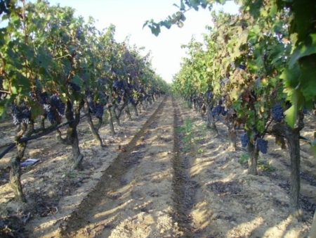 Vendemmia con suspense tra piogge e uve eccellenti