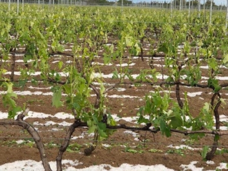 Grandine, conta dei danni tra le le vigne. Segnalazioni già alla Regione