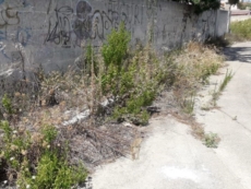 "Zone del paese invase da ratti e insetti"