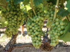 Vendemmia con meno uva, ma di buona qualità