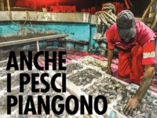 "Anche i pesci piangono", la parabola dell’Adriatico raccontata dai suoi protagonisti