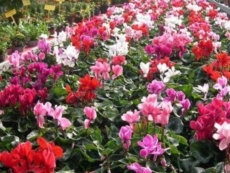 I floricultori: "Alla crisi rispondiamo con un gesto di generosità"