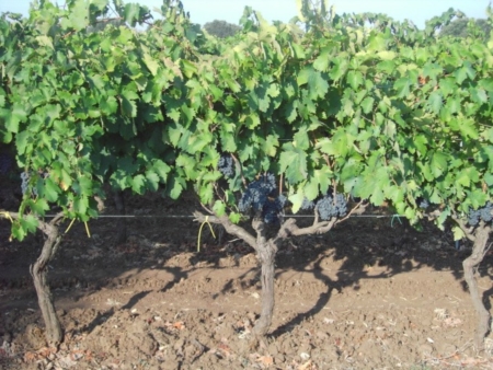 Vino, i produttori pugliesi: “No alla coltivazione di Primitivo in Sicilia”
