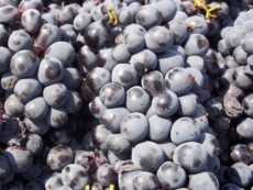La Provincia di Taranto in difesa del vino Primitivo