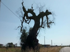 Il secolare "albero del diavolo" è stato ucciso dal batterio killer