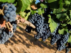 Primitivo di Manduria, stop alla crescita dei vigneti per 3 anni