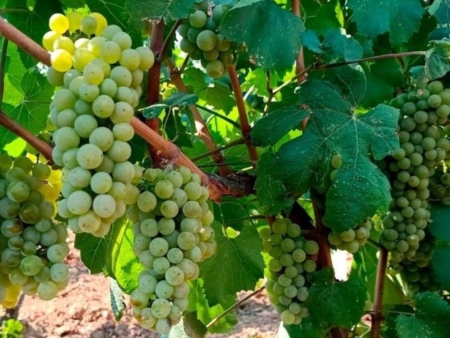 Vendemmia, si parte: raccolti i primi grappoli