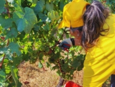 Vendemmia, quantità in calo (meno 25%), "Ma il livello qualitativo è alto"